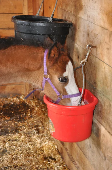 Formula for an orphaned foal