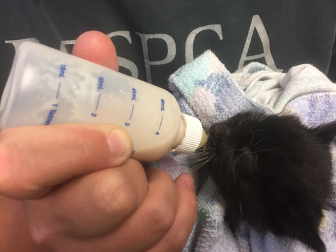 Orphaned Kitten Formula (1 Litter, 1 week)