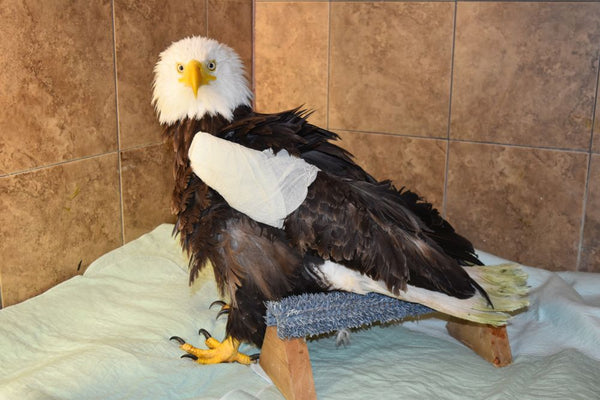 One week of care for an eagle