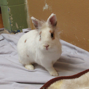 Small Animal Room - Vancouver
