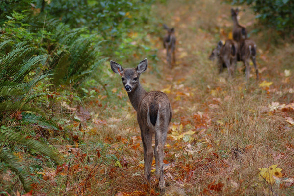 Deer Pen - Wild ARC