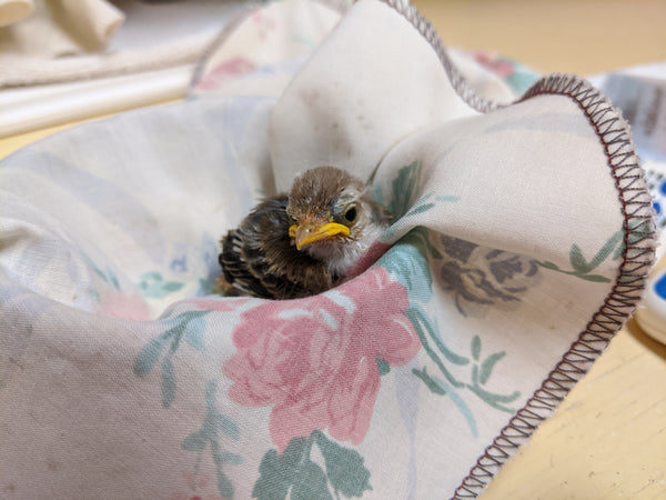 One week of care for a songbird at Wild ARC