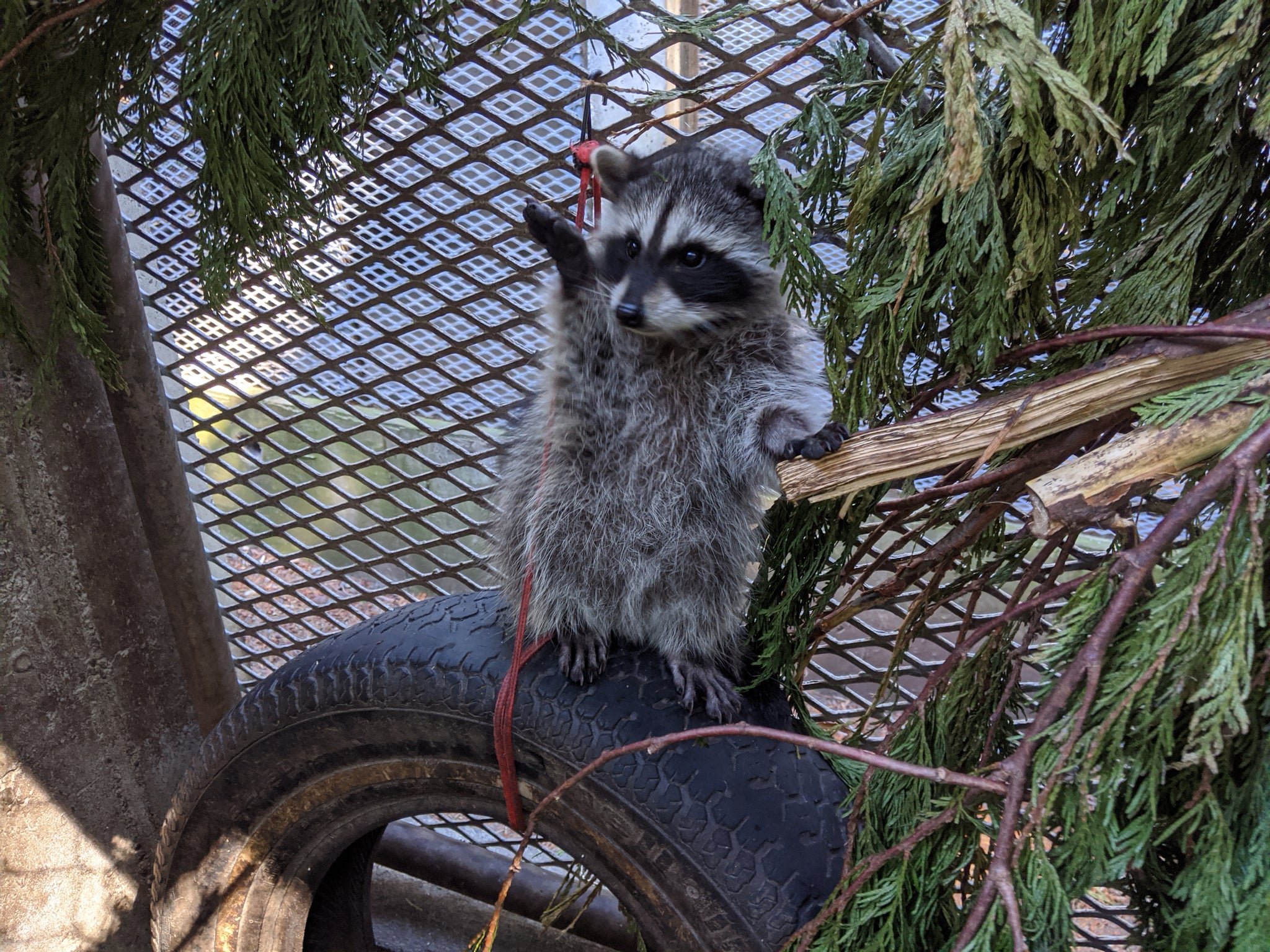 Outdoor Raccoon Juvenile Habitat - Wild ARC – BC SPCA