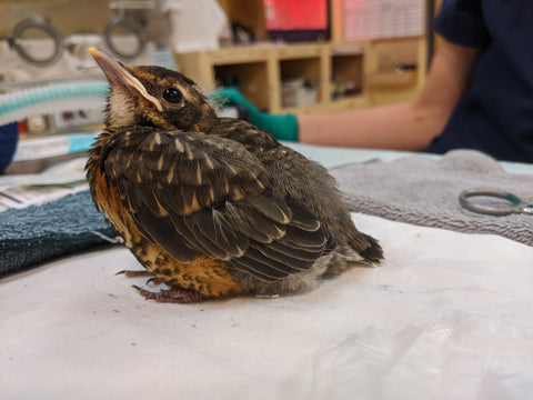 One week of care for a songbird at Wild ARC