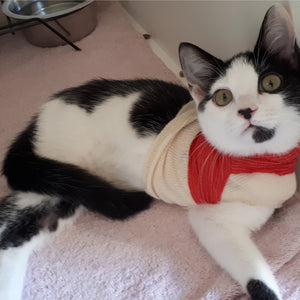 Cat Isolation Room - Burnaby