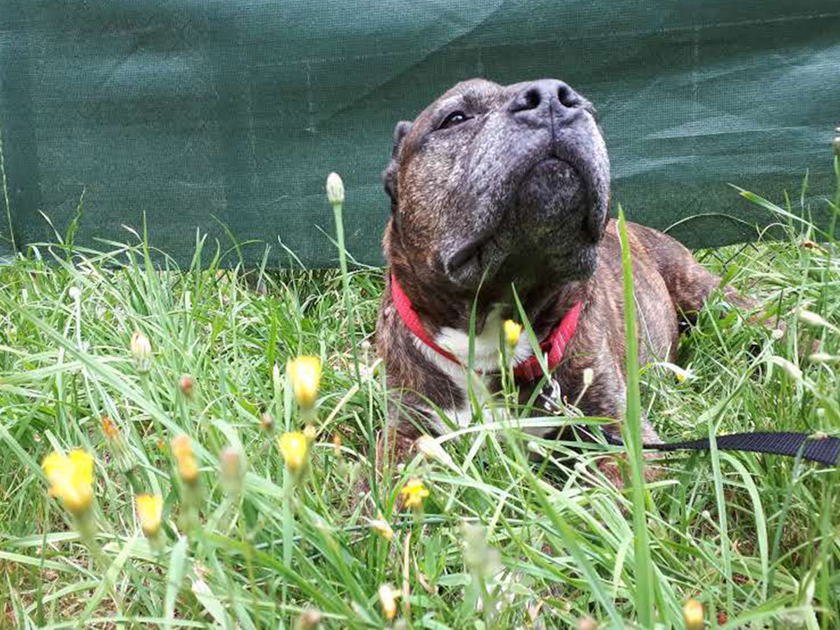 A day of care for an animal in Maple Ridge BC SPCA A day of care for an animal in Maple Ridge BC SPCA