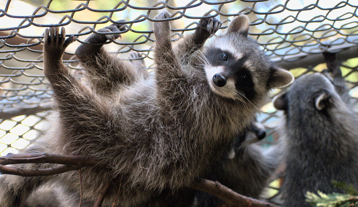 Raccoon Outdoor Habitat - Wild ARC – BC SPCA