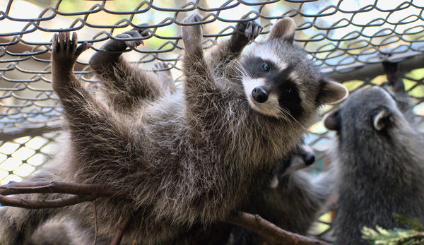 Raccoon Outdoor Habitat - Wild ARC