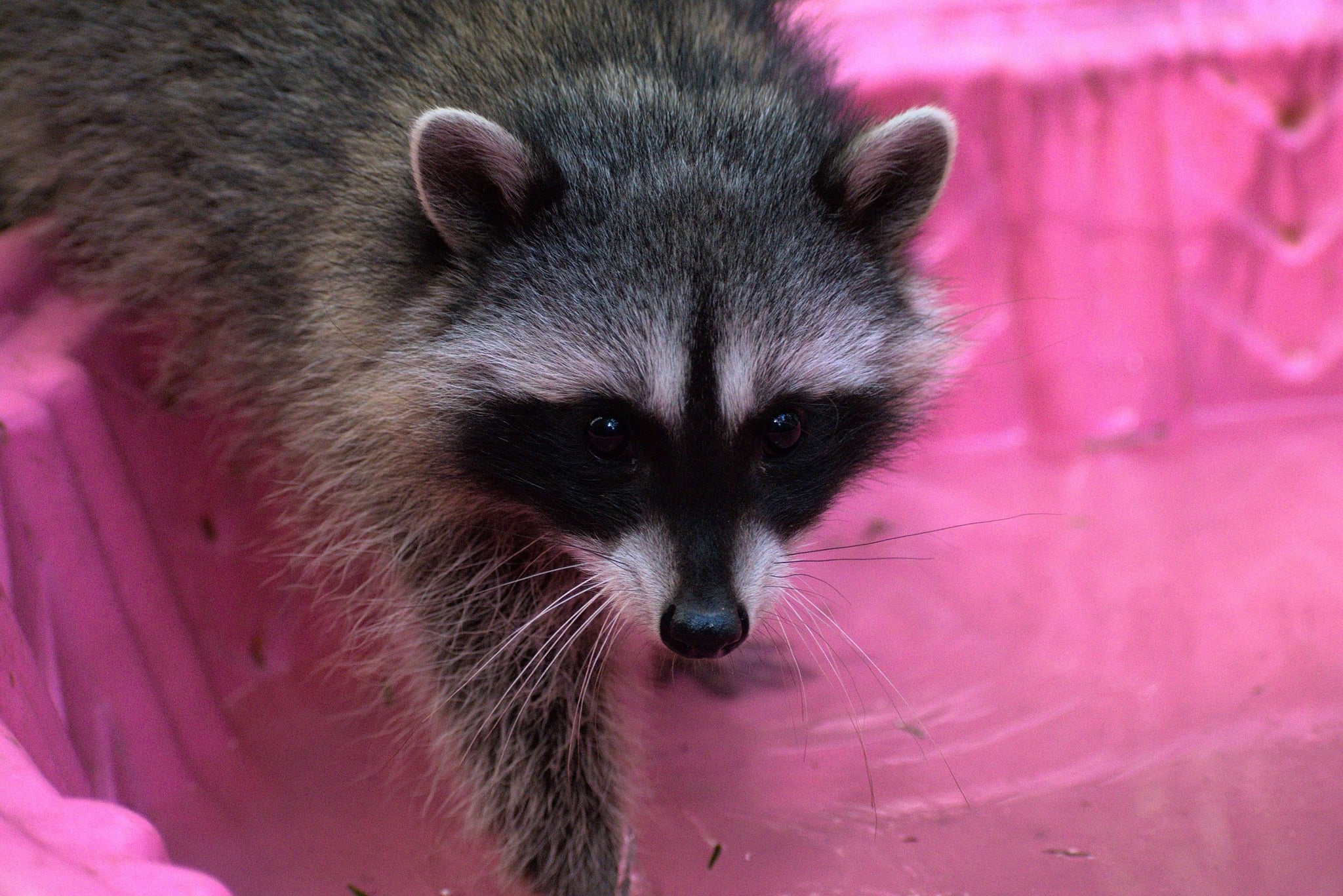 raccoon Raccoon Outdoor Habitat - Wild ARC – BC SPCA