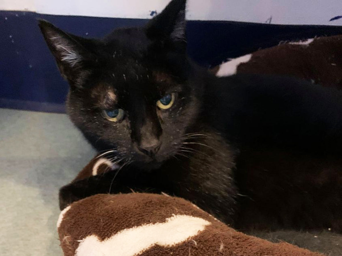 A day of care for an animal in Salt Spring Island – BC SPCA
