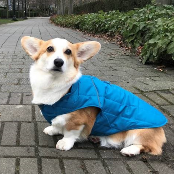 Stratus Puffer Dog Jacket