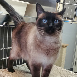 A day of care for an animal in Sunshine Coast