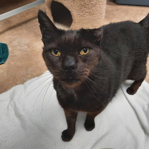 A day of care for an animal in Surrey