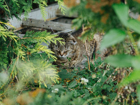 Trap Neuter Return - feral cat colony management