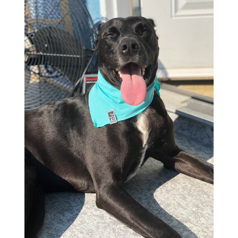 Dog cooling bandana shop b&m