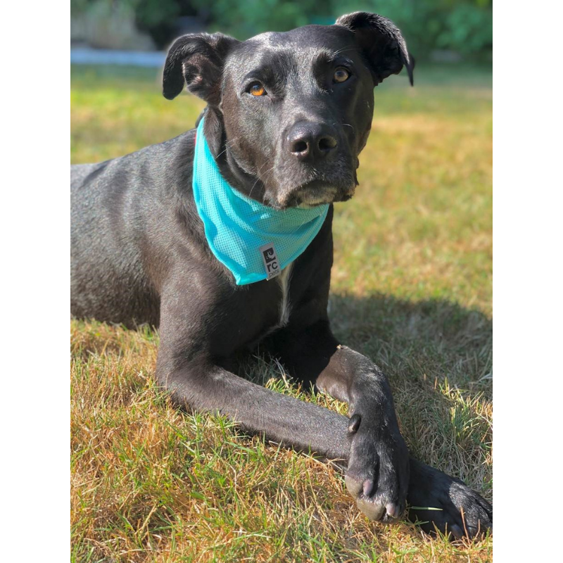 Dog clearance cooling scarf