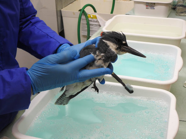 Oil spill bath for a bird
