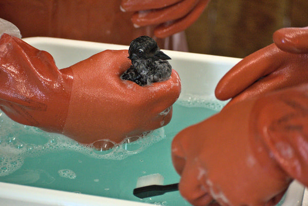 Oil spill bath for a bird