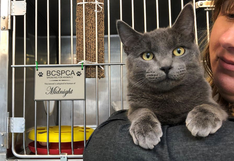 Collections – BC SPCA