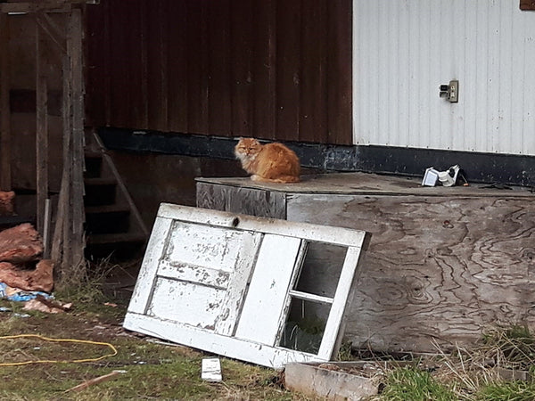 Trap Neuter Return - feral cat colony management