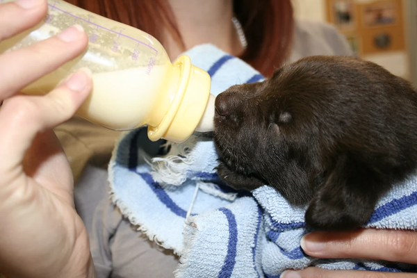1 day formula & supplies for orphaned puppies