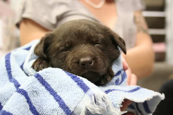 1 day formula & supplies for orphaned puppies