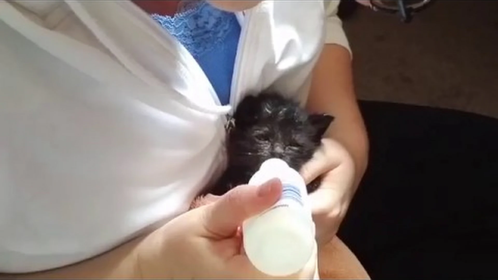 Orphaned Kitten Formula supplies for a litter for 1 day BC SPCA