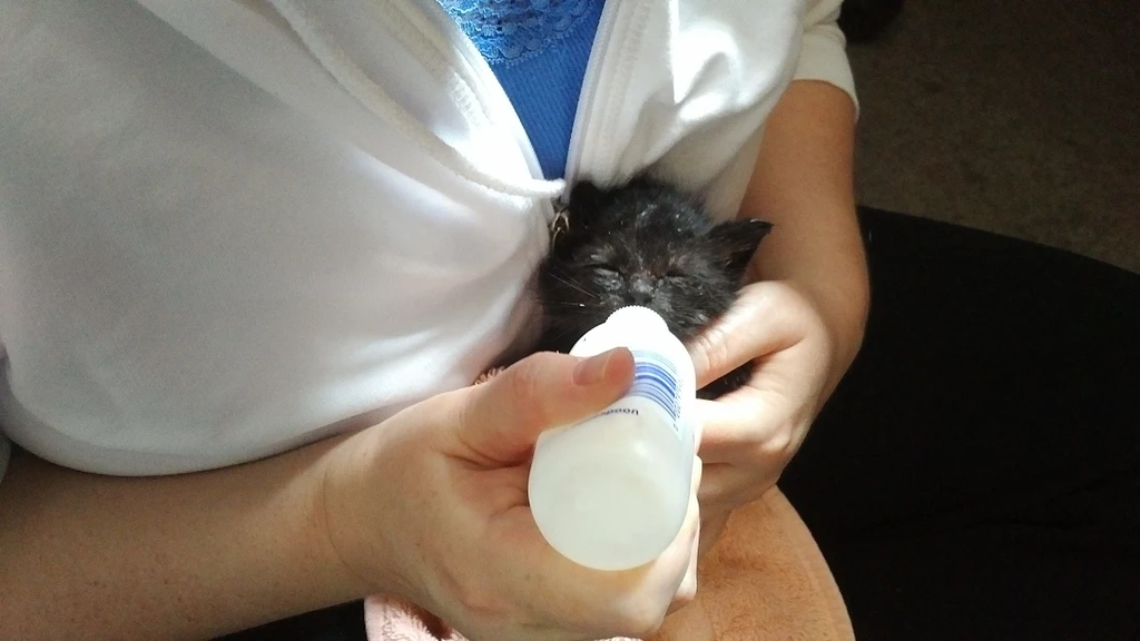 Orphaned Kitten Formula supplies for a litter for 1 day BC SPCA