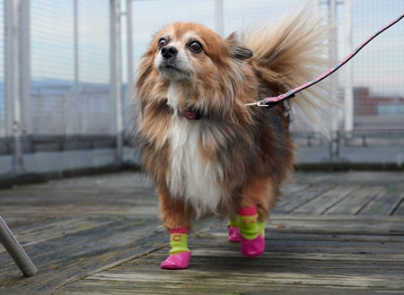 Dog Socks – BC SPCA