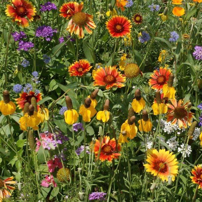bc seeds garden Seeds – BC SPCA
